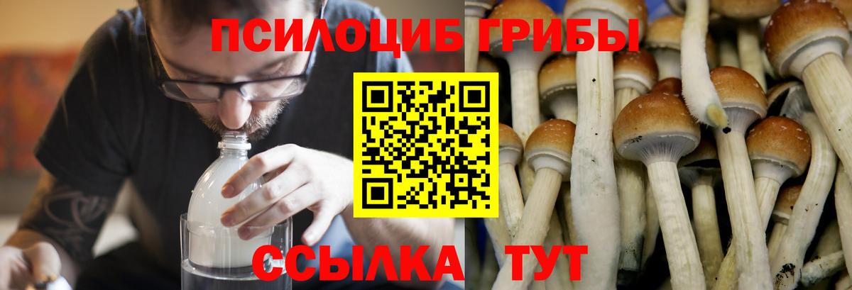 Псилоцибиновые грибы Cubensis Россошь